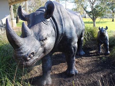 Bronze Rhino @ Dubbo VIC