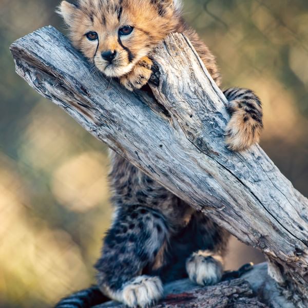 Attractions - Taronga Western Plains Zoo Cheetah Cub - Image Credit Rick Stevens