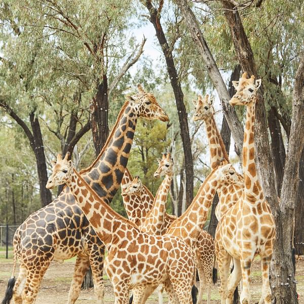 Attractions - A family of giraffes are on show at Taronga Western Plains Zoo.