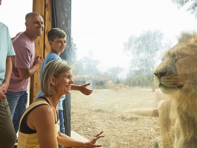 VISIT ATTRACTIONS Taronga Western Plains Zoo Up Close At The Lion Pride Lands Exhibit