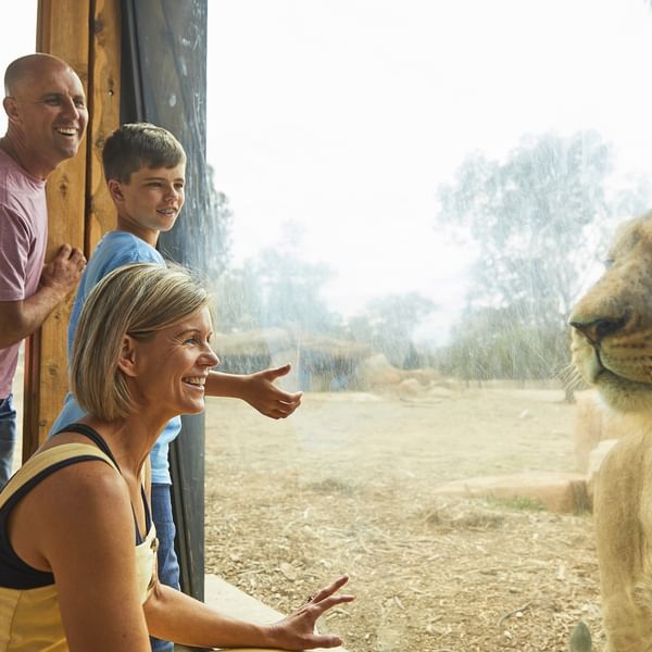 Attractions - Taronga Western Plains Zoo Up Close At The Lion Pride Lands Exhibit