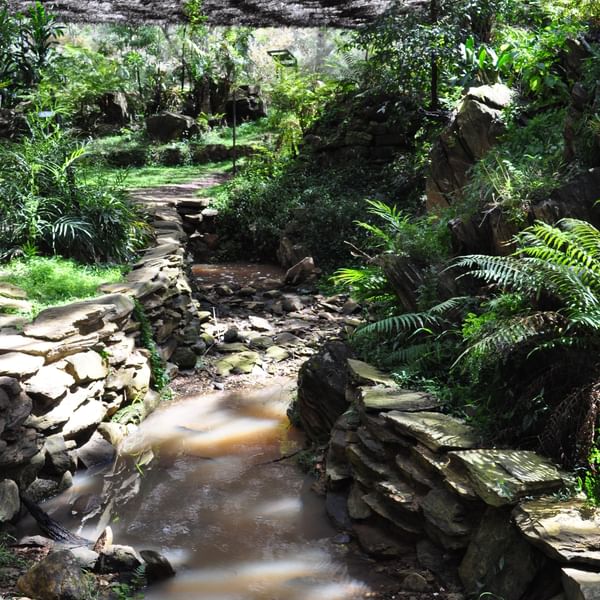 Attractions - Burrendong Botanic Garden And Arboretum Fern Gully Creek