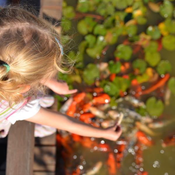 Attractions - Dubbo Regional Botanic Garden Say Hello To The Koi Fish In The Expansive Pond At Shoyoen Japanese Garden