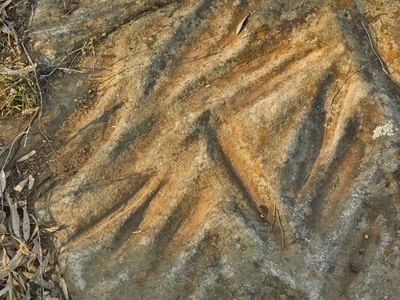 VISIT ATTRACTIONS First Lesson Cultural Tours With Native Secrets Terramungamine Grinding Grooves