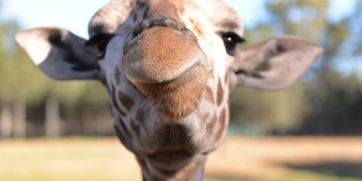 Attractions - Taronga Western Plains Zoo Meet The Local Giraffes