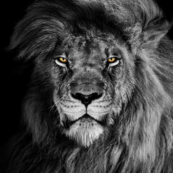 Boo Lion only