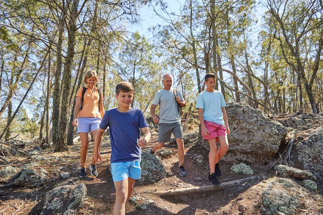 BLOG Mount Arthur Reserve Bush walking