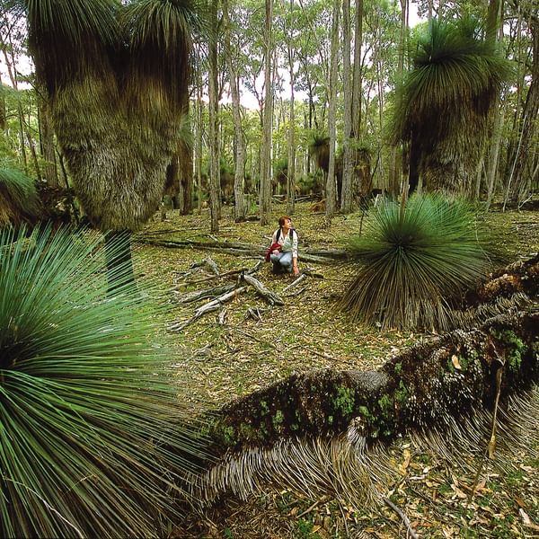 Visit - Coolah Tops National Park - Image Credit: David Kirkland
