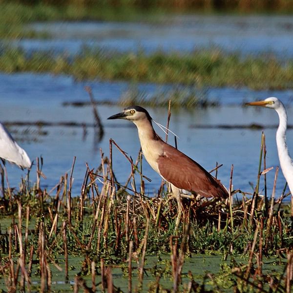 Abundant Birdlife at he Macquarie Marshes near Warren