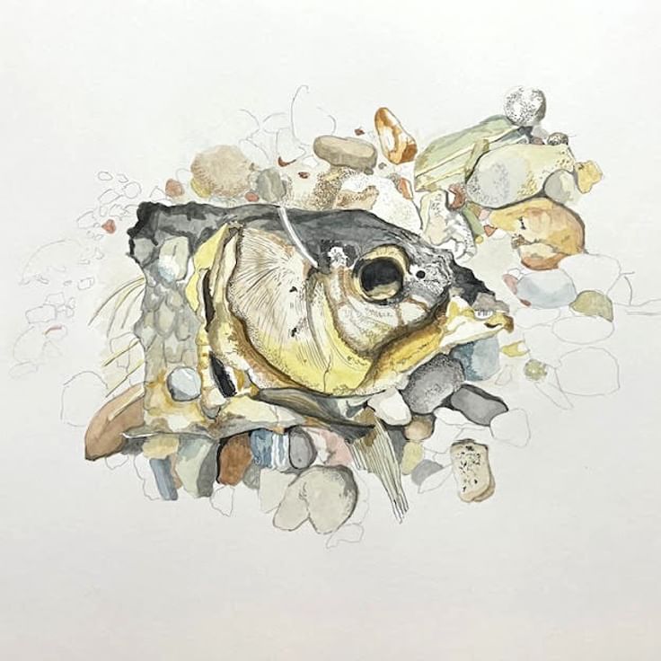 Carp Copy