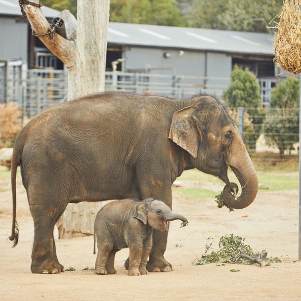 Itinerary - Meet Creatures Great And Small At Taronga Western Plains Zoo