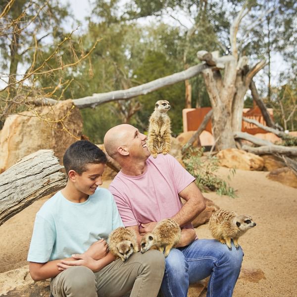 Itineraries - Meet The Mischevious Meerkats At Taronga Western Plains Zoo