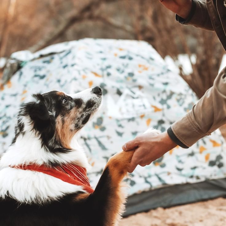 Pet Friendly Holidays in the Dubbo Region