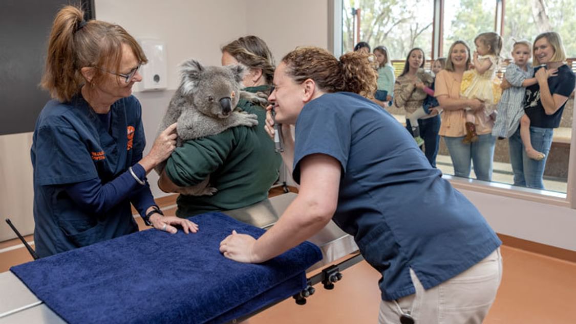 Taronga Wildlife Hospital Opening Koala check up