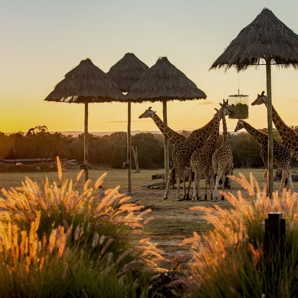 TARONGA WESTEN PLAINS ZOO ACCOMMODATION