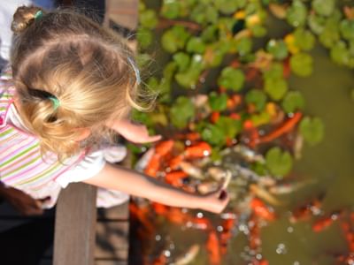 Feeding the koi at the Dubbo Regional Botanic Garden