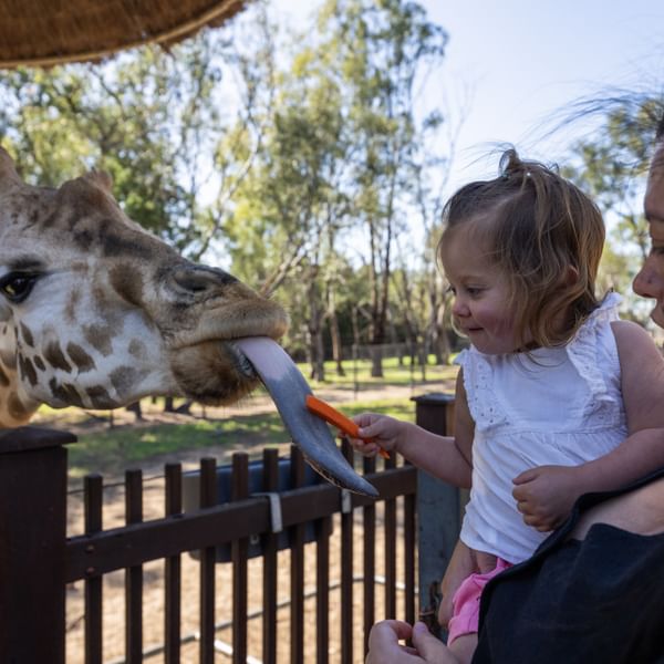 Taronga Western Plains Zoo Giraffe