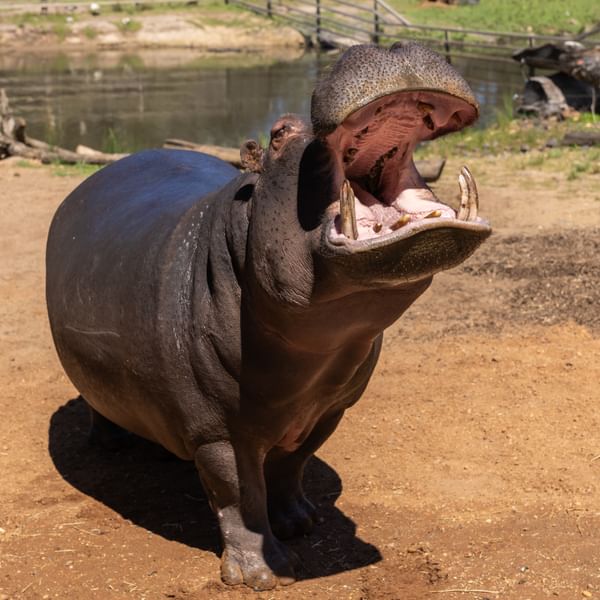 Taronga Western Plains Zoo