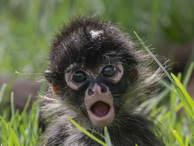See the baby Spider Monkeys at the Zoo's free access area