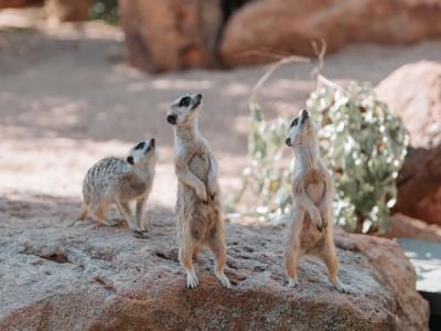 TWPZ - Meerkats