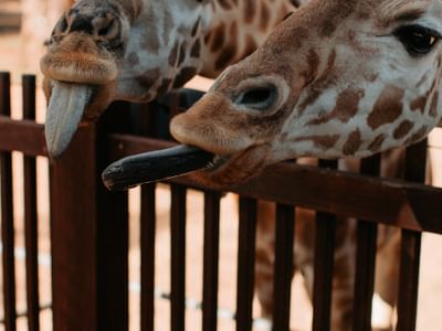 TWPZ - Giraffe