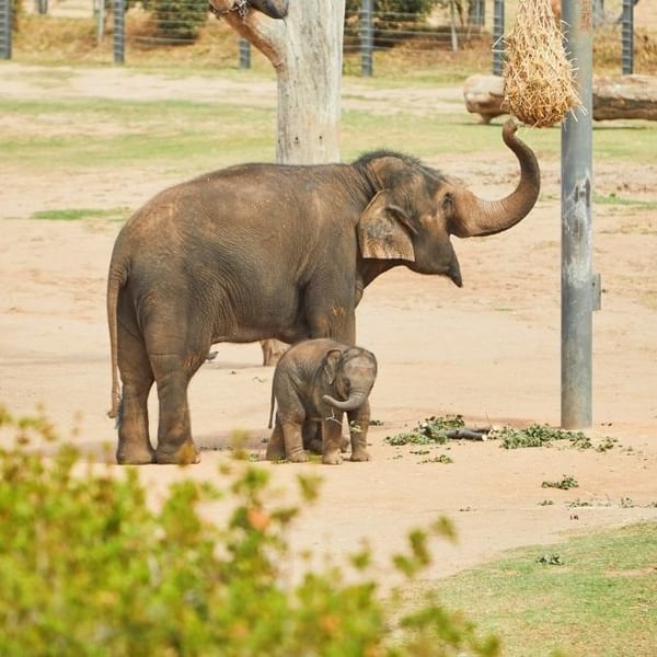 Elephant