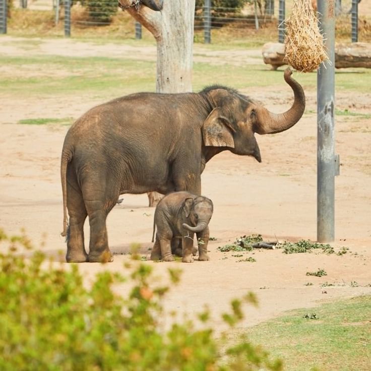 Elephant